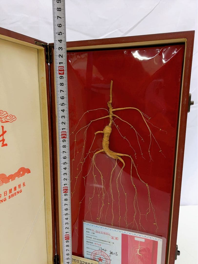 1ADM019 【超希少】野生 山参（サンサム）中国東北部深山 高麗人参