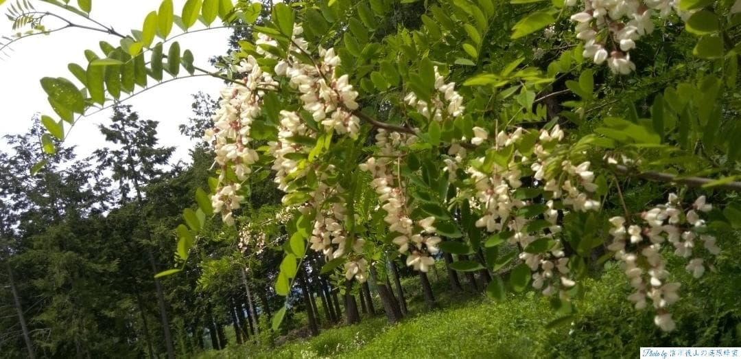 【うずまき】 国産蜂蜜 1000g 2本 長野県産 セイヨウミツバチ
