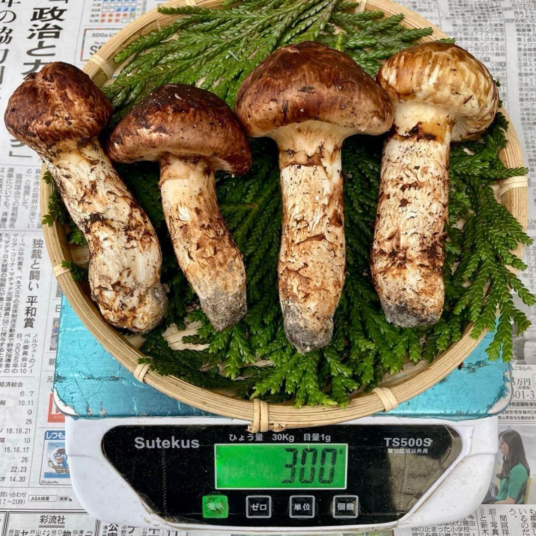 天然きのこ 松茸 国産 良品‼️ マツタケ まつたけ 大自然の凛さん採取その110