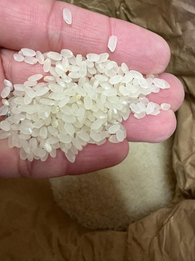 令和7年度産　山口県産（新米）20kg恋の予感　白米/玄米　農家直送　送料無料