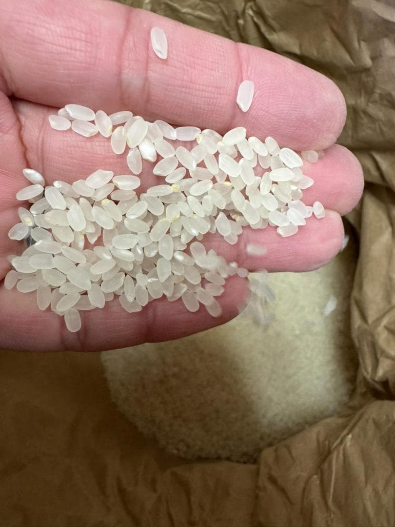 令和7年度産　山口県産（新米）20kg恋の予感　白米/玄米　農家直送　送料無料