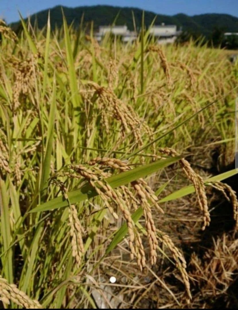岡山県産　朝日(無洗米)10㎏