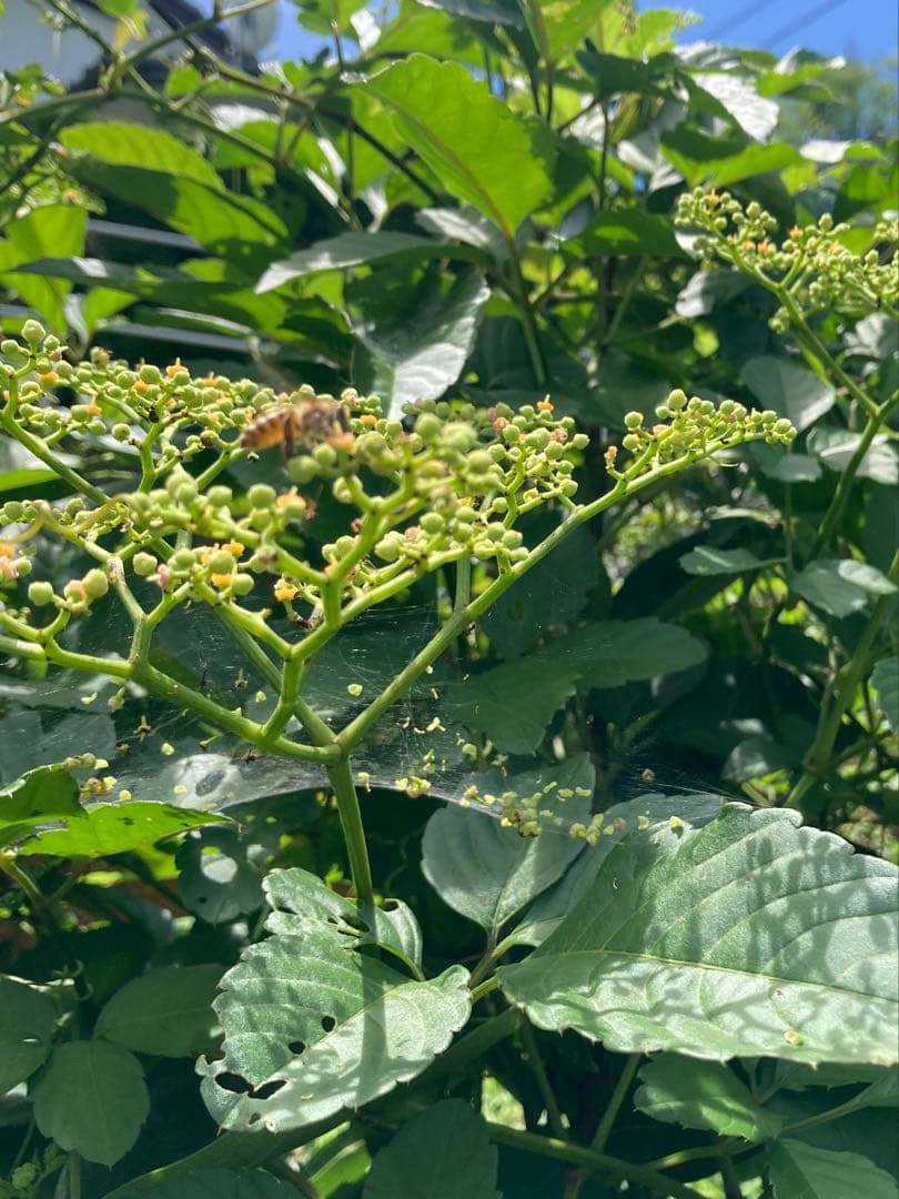 あやたん　ニホンミツバチ　巣蜜　コムハニ　935g