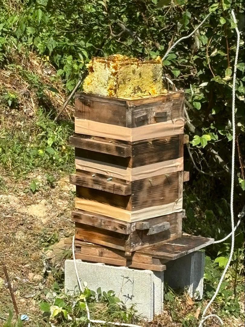 日本みつばち1800g