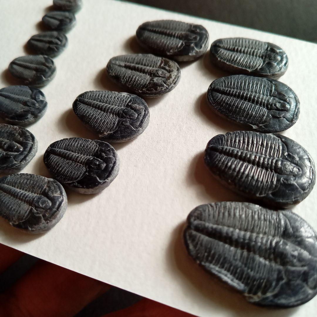 化石標本　三葉虫　エルラシア 完全体　15体