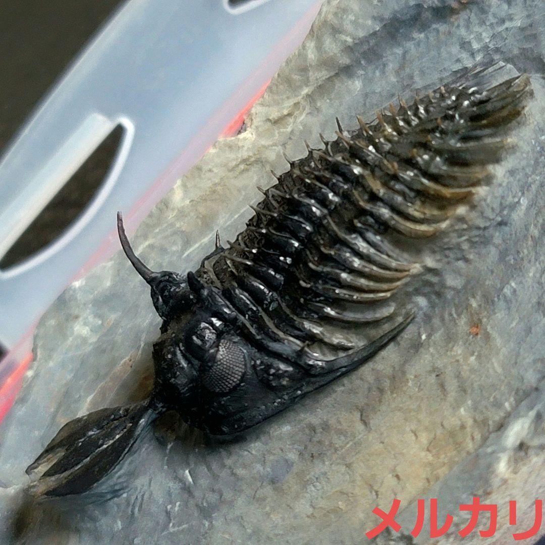 トゲトゲ！三葉虫【Walliserops lindoei】化石 モロッコ
