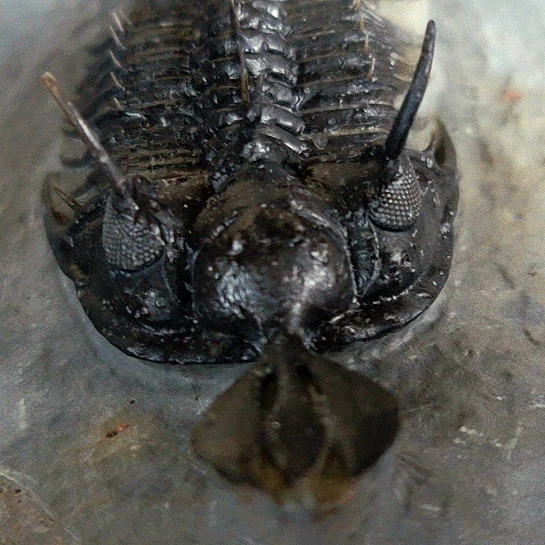 トゲトゲ！三葉虫【Walliserops lindoei】化石 モロッコ