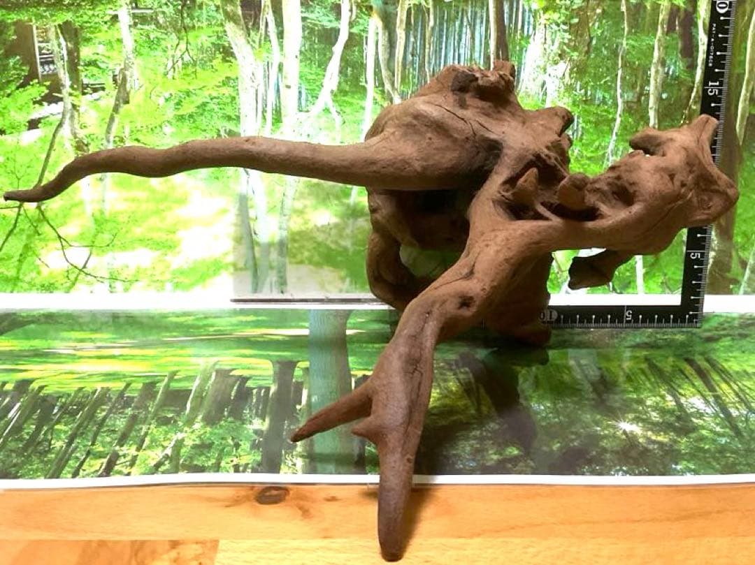 モスキート4点 天然水槽用流木