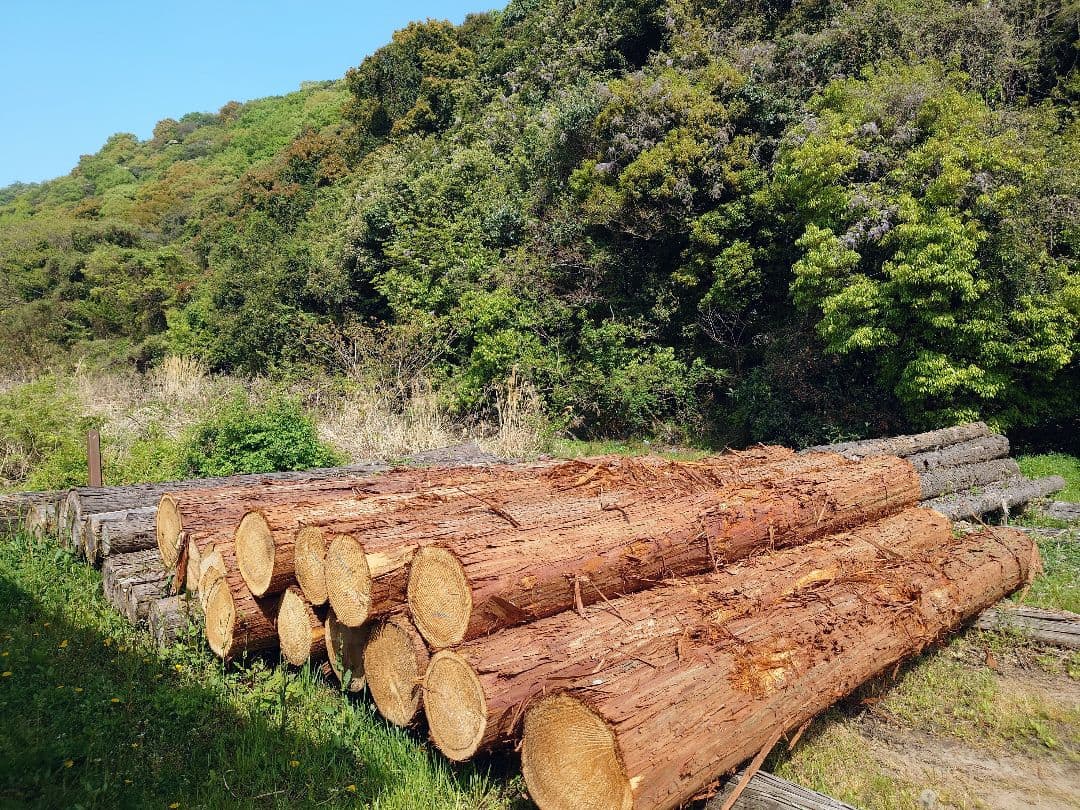 ひのき、すぎ、かんなくず ( オガクズ ) 購入、専用