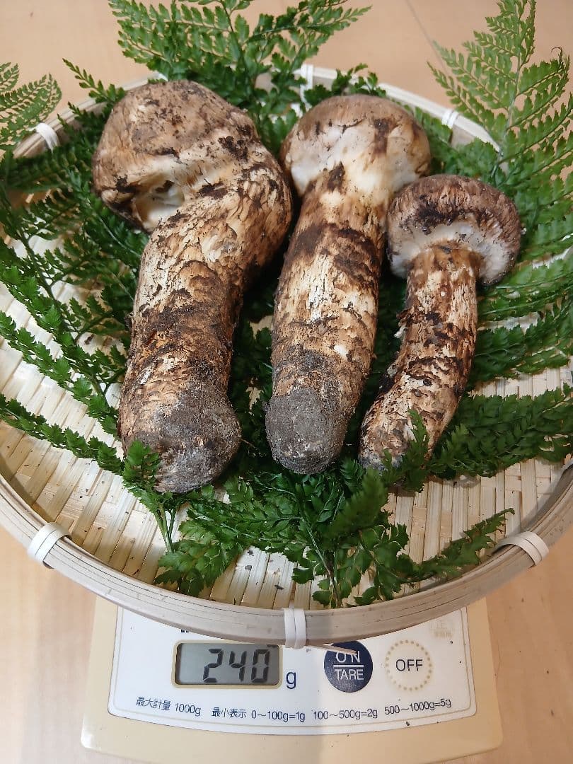 山形県産 松茸 国産 マツタケ まつたけ 松茸専門販売採取その18