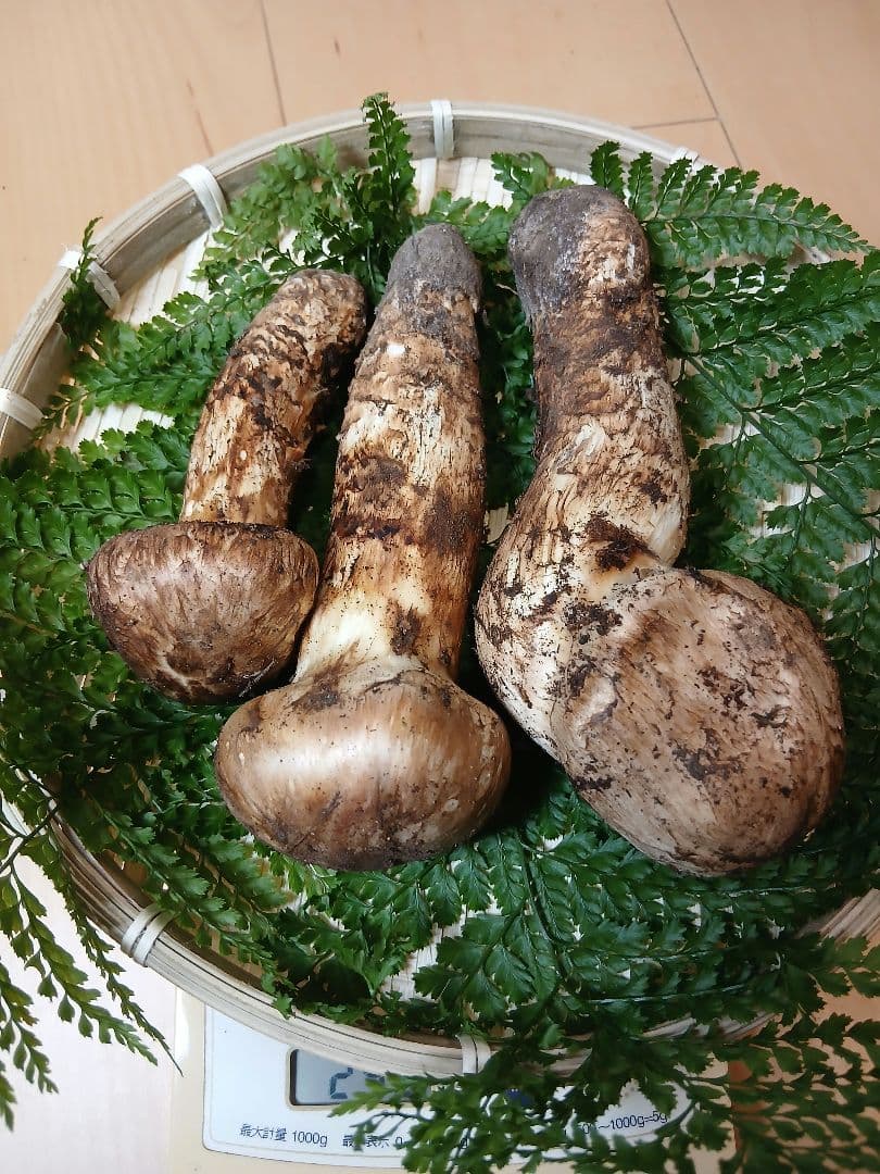 山形県産 松茸 国産 マツタケ まつたけ 松茸専門販売採取その18