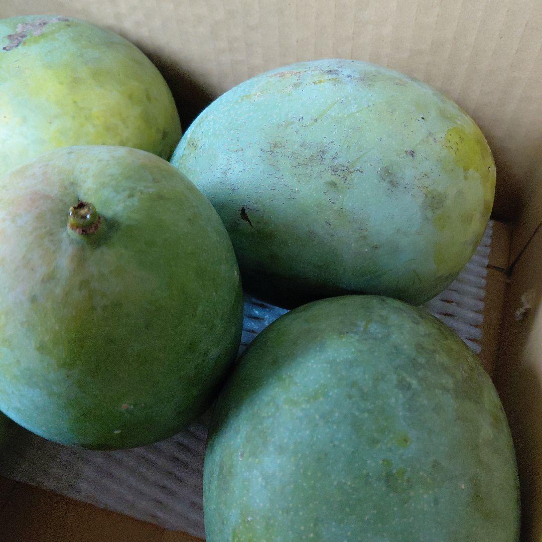 追熟型④　キーツマンゴー５玉