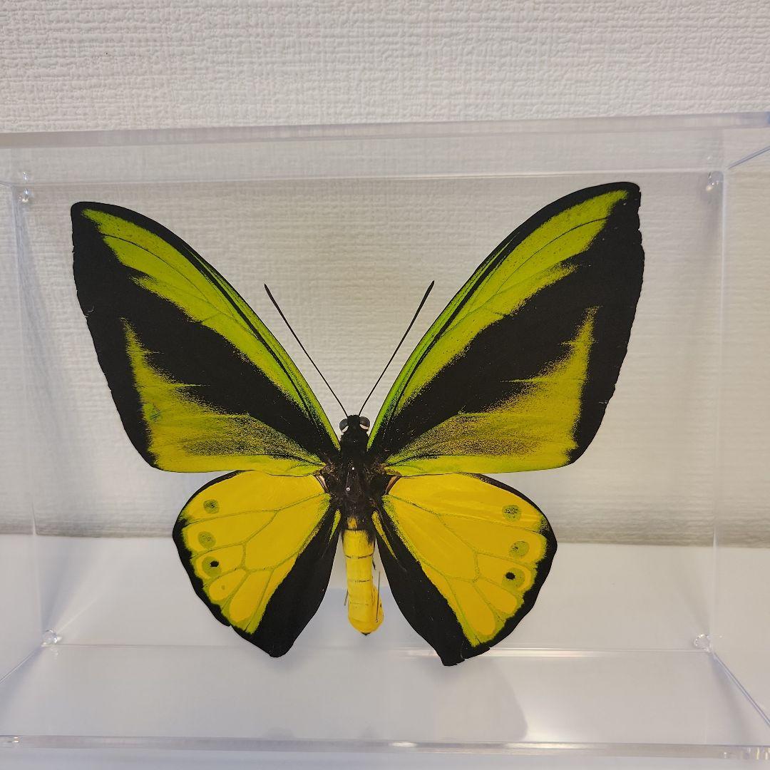 蝶の標本　トリバネチョウの王様(珍特A)