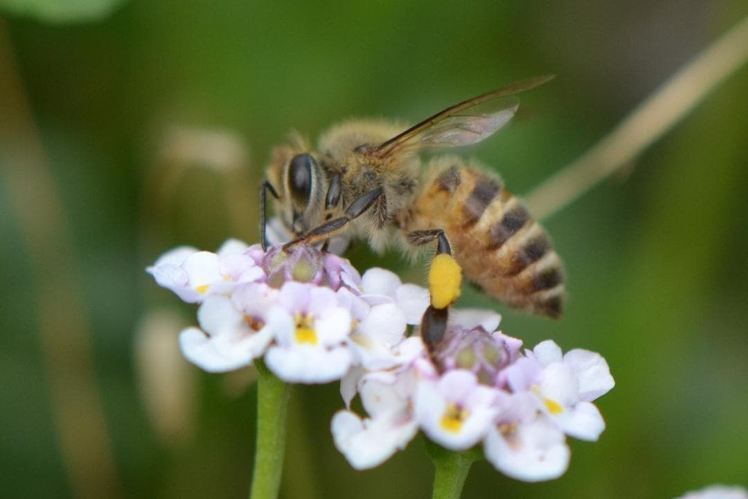 岐阜県産 日本蜜蜂の蜂蜜　純粋はちみつ 1500g (300g×5本）