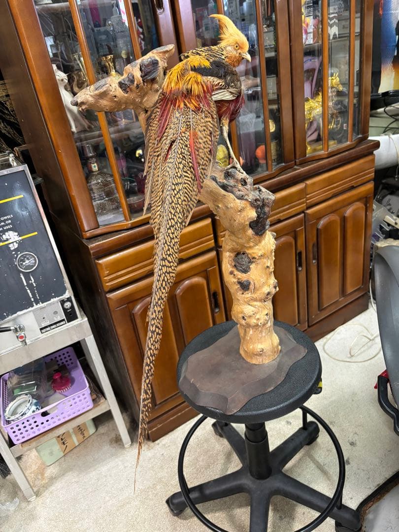 キジの 剥製 木製 の台座 鳥の置物 高さ約７１cm 大特価激安