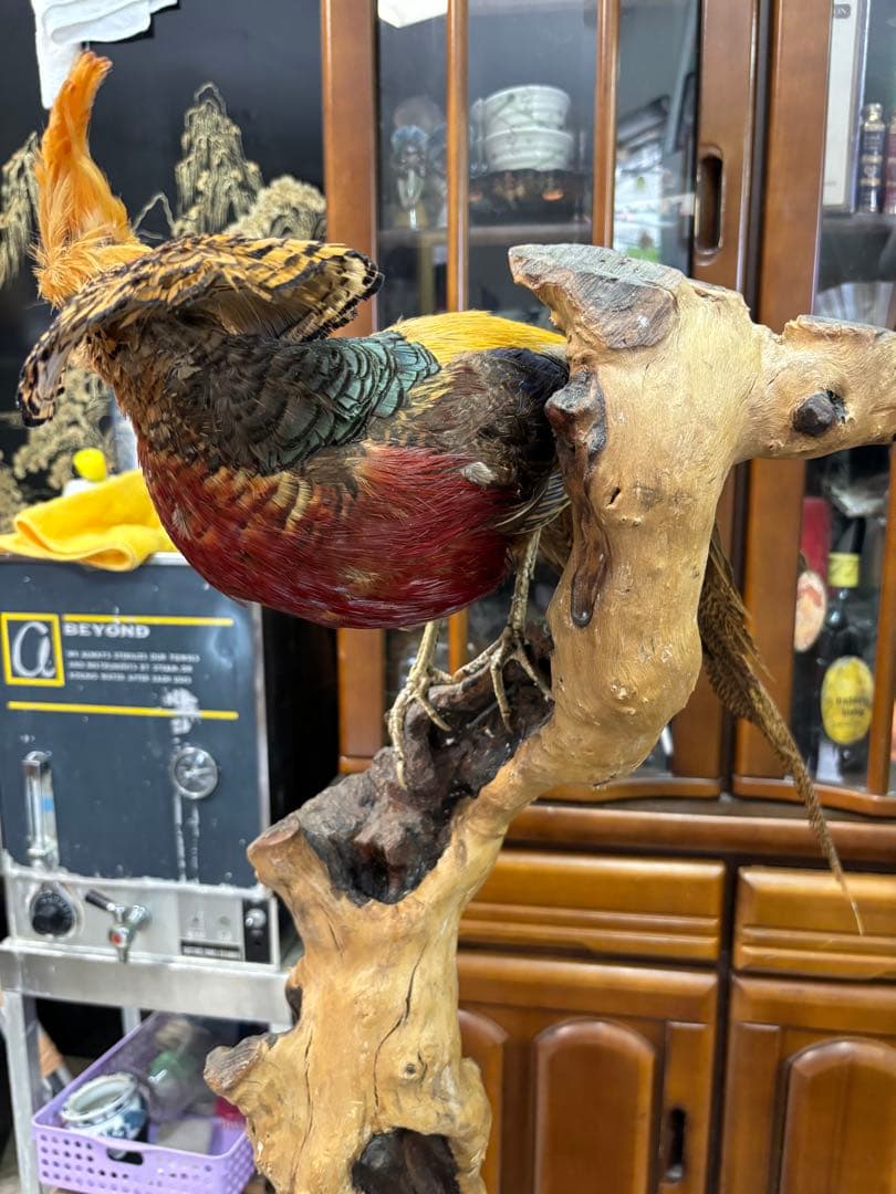 キジの 剥製 木製 の台座 鳥の置物 高さ約７１cm 大特価激安