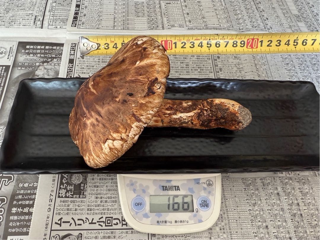 松茸　北海道　850g 訳あり　送料込　国産