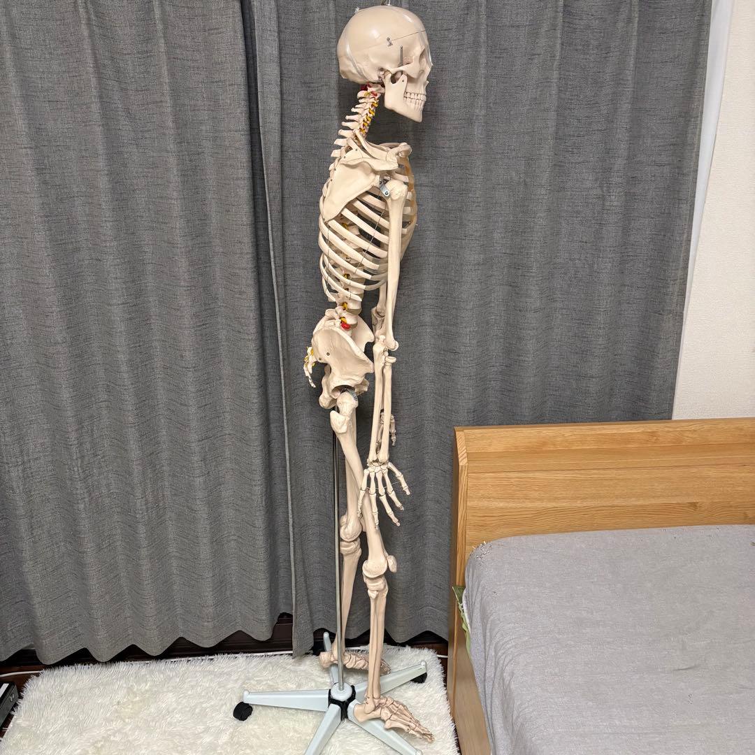 骨模型　全身　等身大　キャスター付　整体院　整骨院
