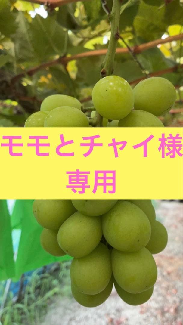 モモとチャイ様⭐︎シャイン1kg2箱、2kg1箱　合計4kg