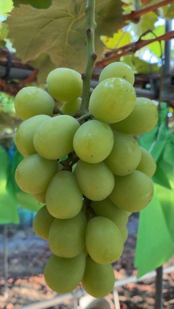 モモとチャイ様⭐︎シャイン1kg2箱、2kg1箱　合計4kg