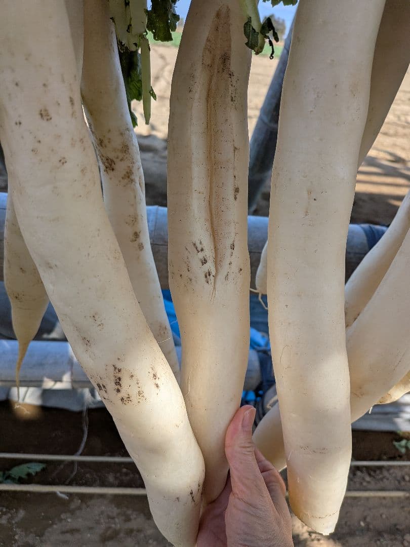 干し大根　　NENE