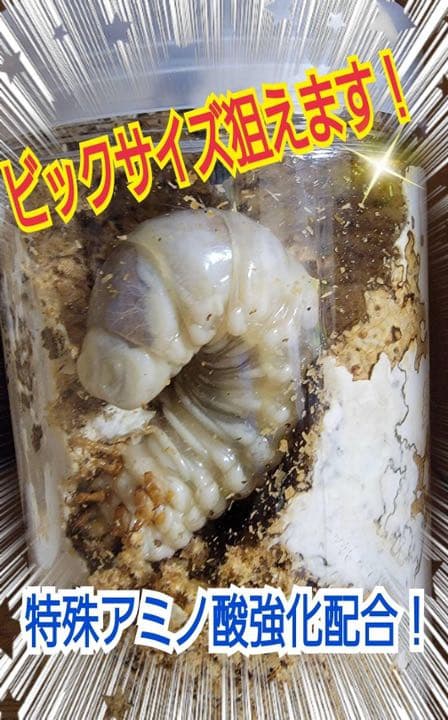 極上！ヒマラヤひらたけ菌糸ブロック【5個】初菌のみ使用！国産オオクワ85ミリ実績