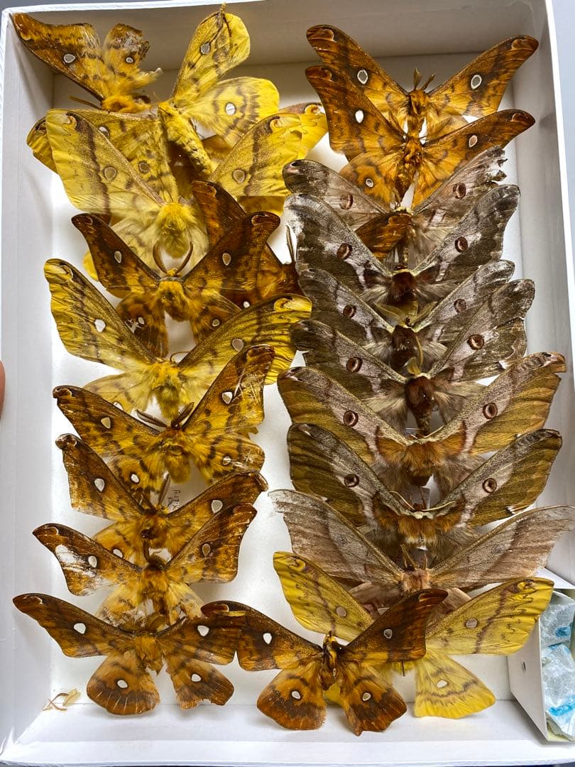 秋のヤママユ標本セット(ボール紙箱ごと)多数（約20匹）
