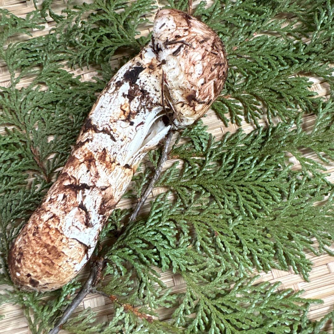 長野県南信州産‼️松茸 93g 11/11朝採れ