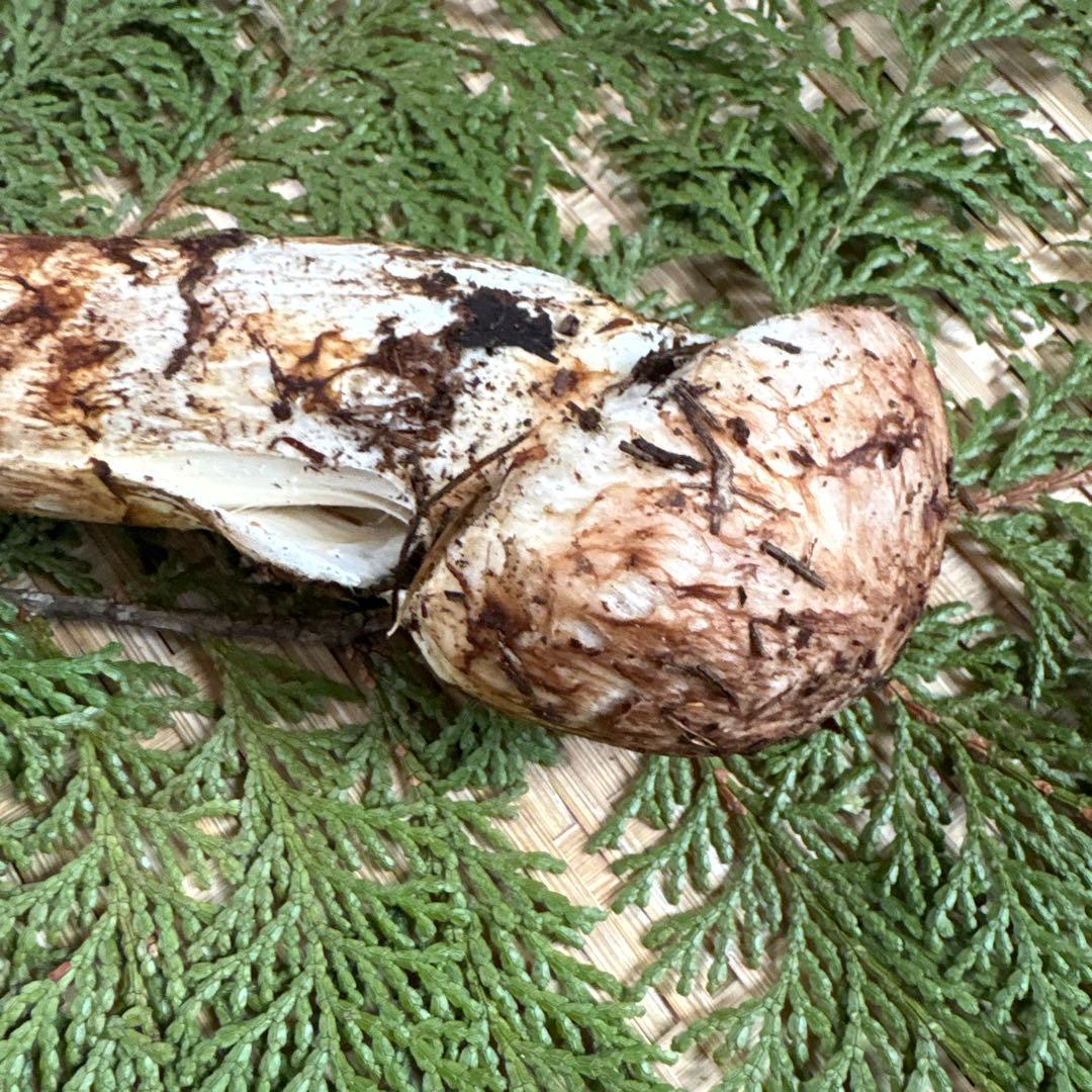 長野県南信州産‼️松茸 93g 11/11朝採れ