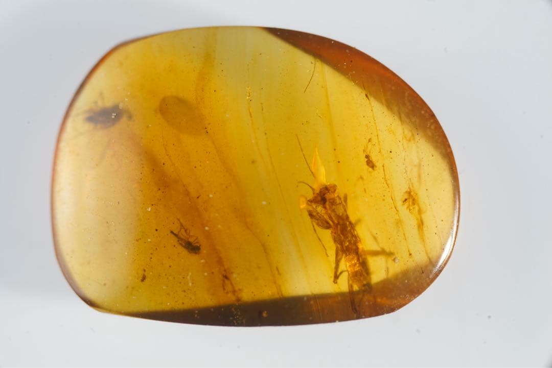 レア極上品 TT0062虫入り琥珀化石　ミャンマーカムティかタナイ9900万年前