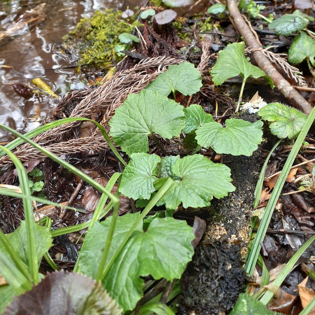 秋田県産 葉わさび 山わさび 採れたて