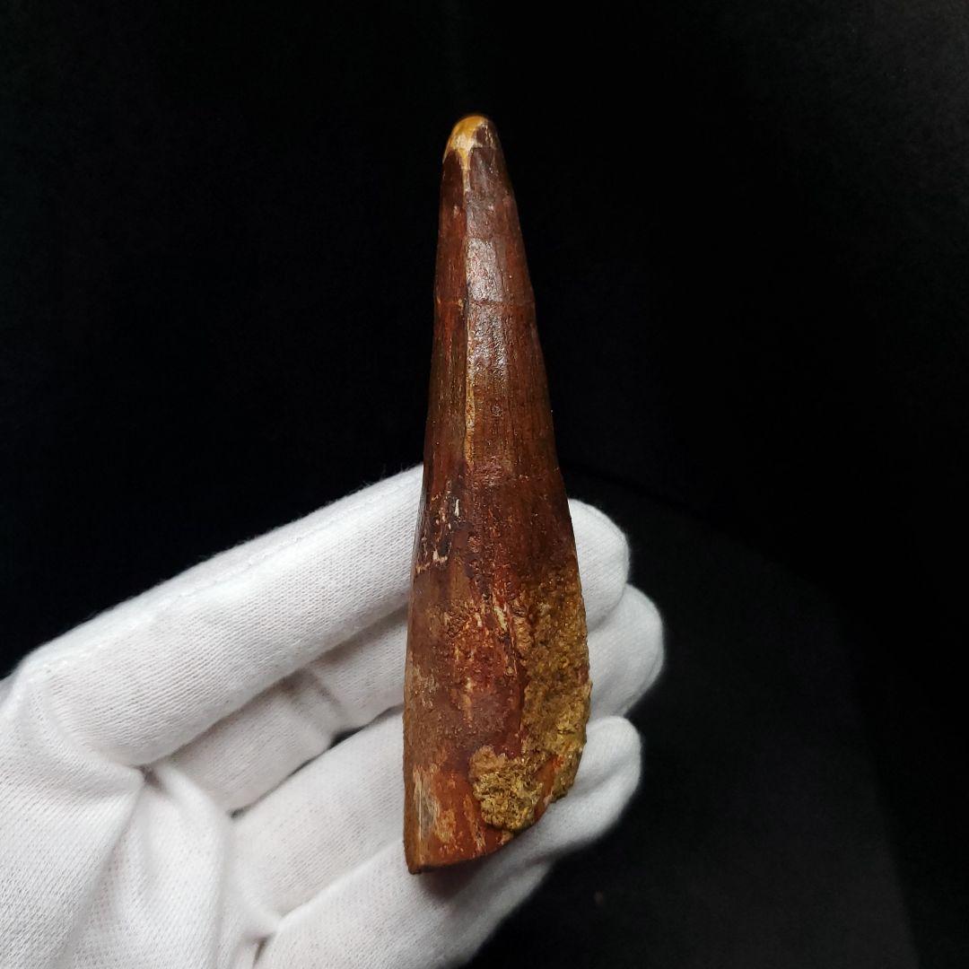 美品 スピノサウルス 本物 モロッコ産 87.94mm  sp431