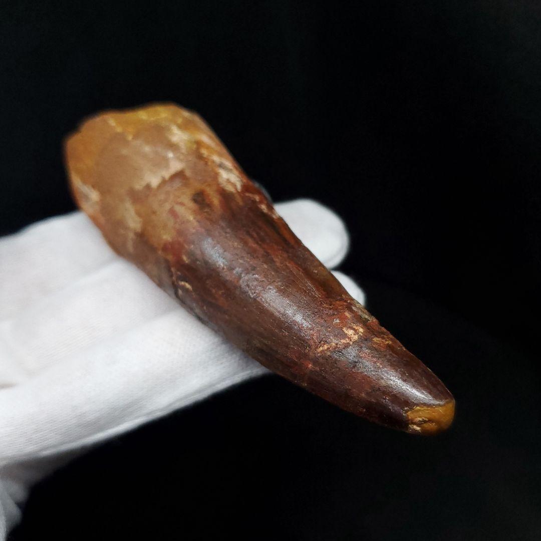 美品 スピノサウルス 本物 モロッコ産 87.94mm  sp431