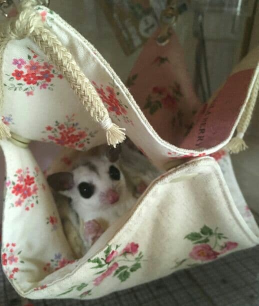 モモンガハウス(花柄Ver.2)   ポーラベリィ綿麻生地❗❗1900円