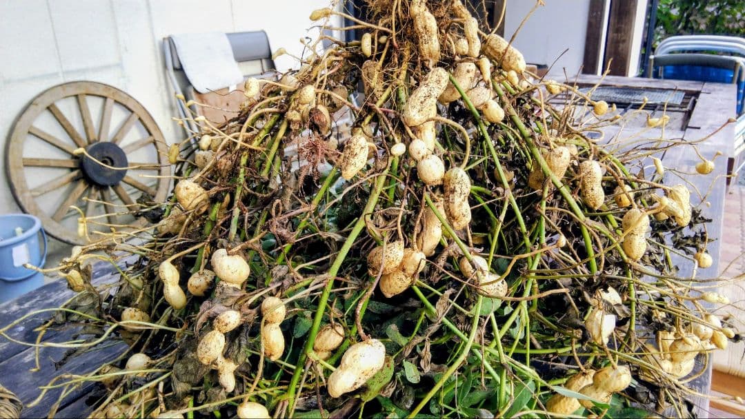 落花生　おおまさり