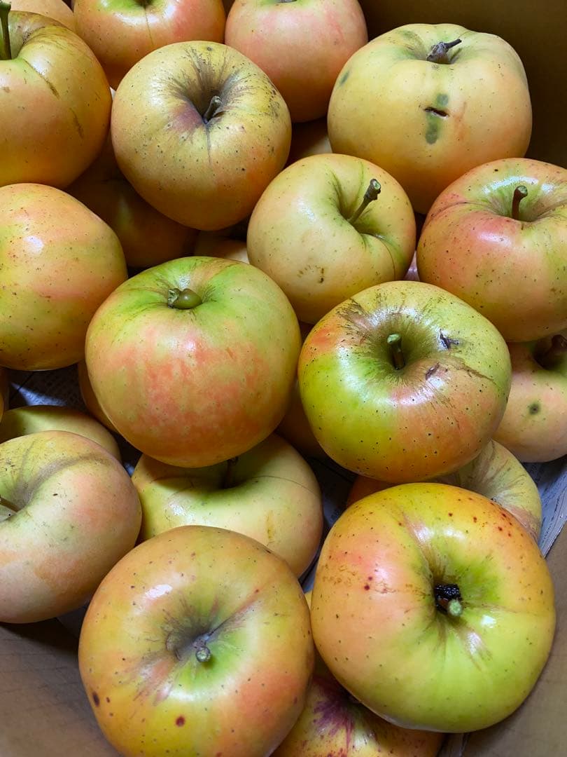 piyo リンゴ いろいろ 15kg