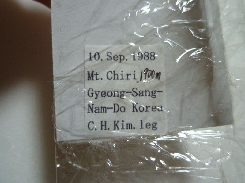 【外国産オサムシ標本】ホソクビナガオサムシ/韓国.智異山産/33mm