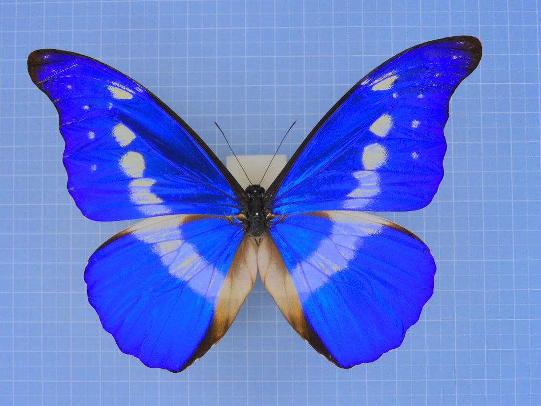 標本 Peru Morpho helena 134mm