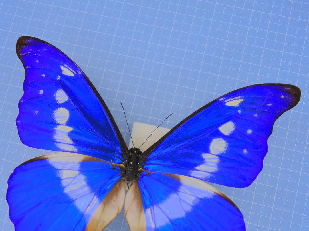 標本 Peru Morpho helena 134mm