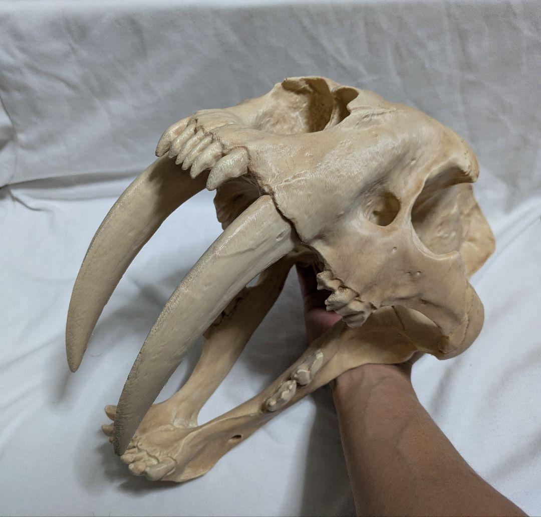 ぷ*ー様 サーベルタイガー　実寸大　化石　レプリカ