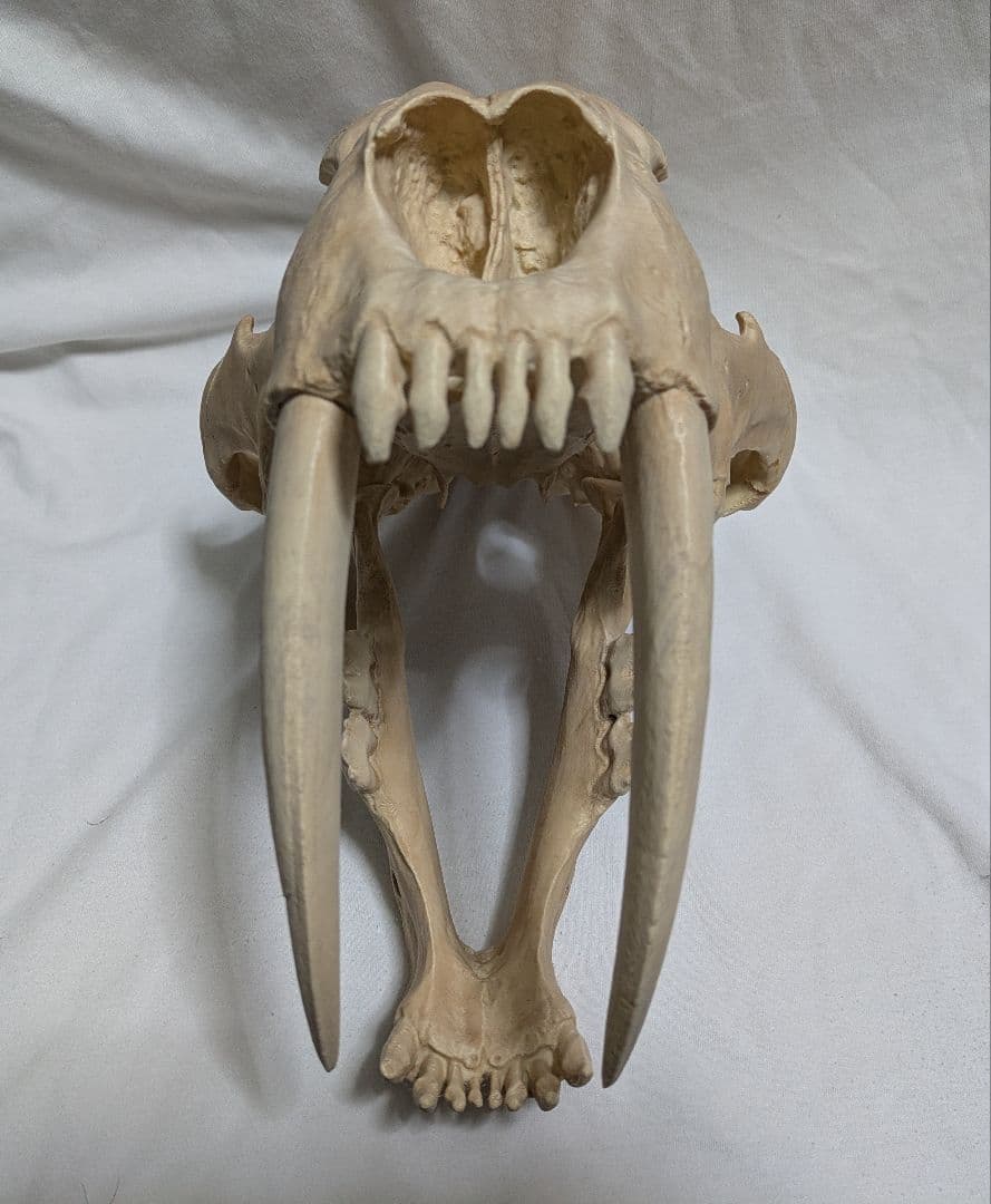 ぷ*ー様 サーベルタイガー　実寸大　化石　レプリカ