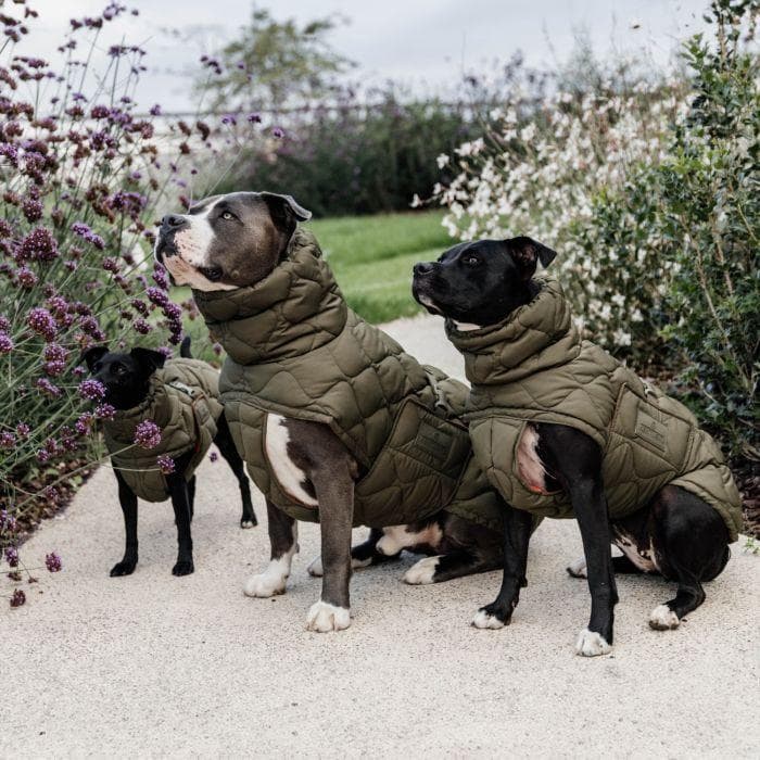 Kentucky Dogwear 未使用 コート ダウン 中綿入り