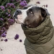 Kentucky Dogwear 未使用 コート ダウン 中綿入り