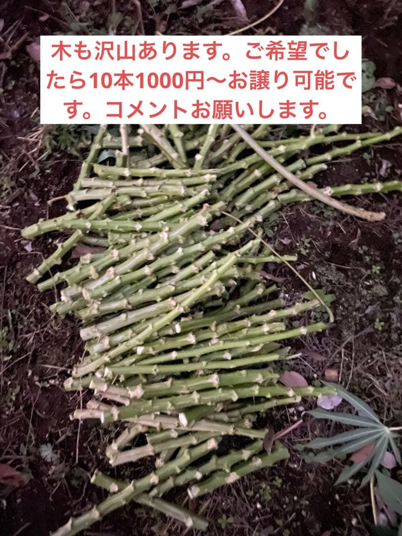 キャッサバ芋 箱込み20kg MANDIOCA CASSAVA【新鮮品質】