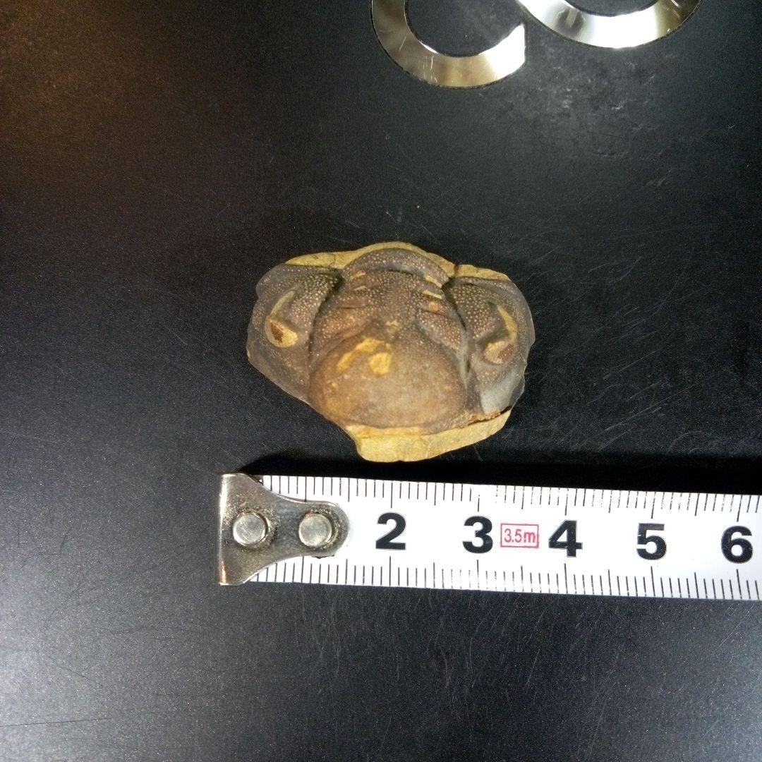 三葉虫　化石　fossil　ボリビア　trilobite　海生動物　三葉虫識別⑤