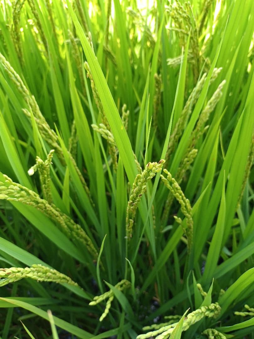 令和7年新米きぬむすめレンゲ米10キロ