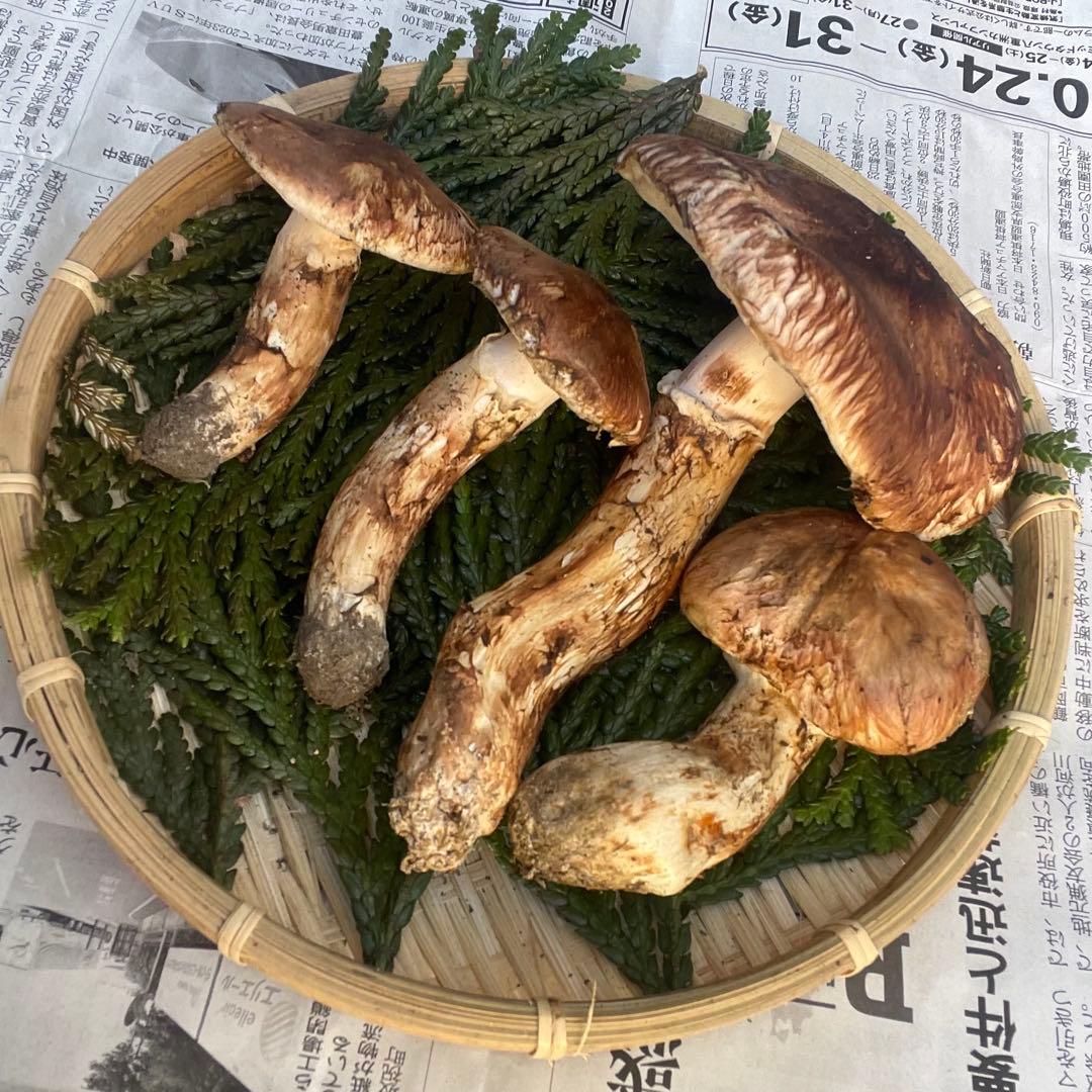 天然きのこ 松茸 国産 良品‼️ マツタケ まつたけ 大自然の凛さん採取その143