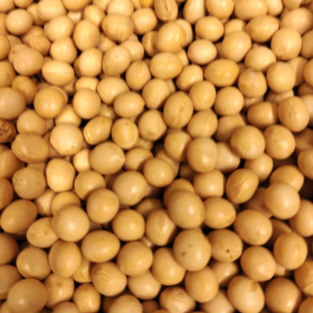 ☆数量限定☆大特価☆ 乾燥大豆 300kg 里のほほえみ 大粒 令和3年産