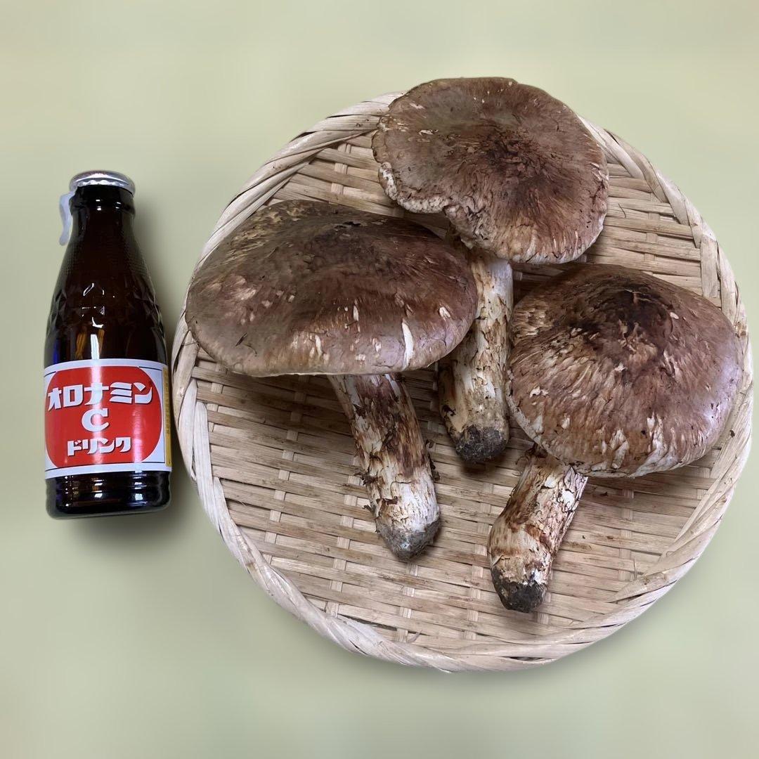 岩手県産松茸　開き　321g