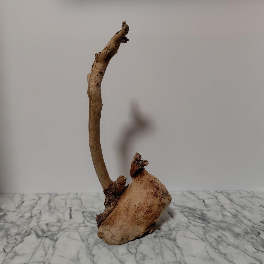 アク抜き済み流木【814】セール